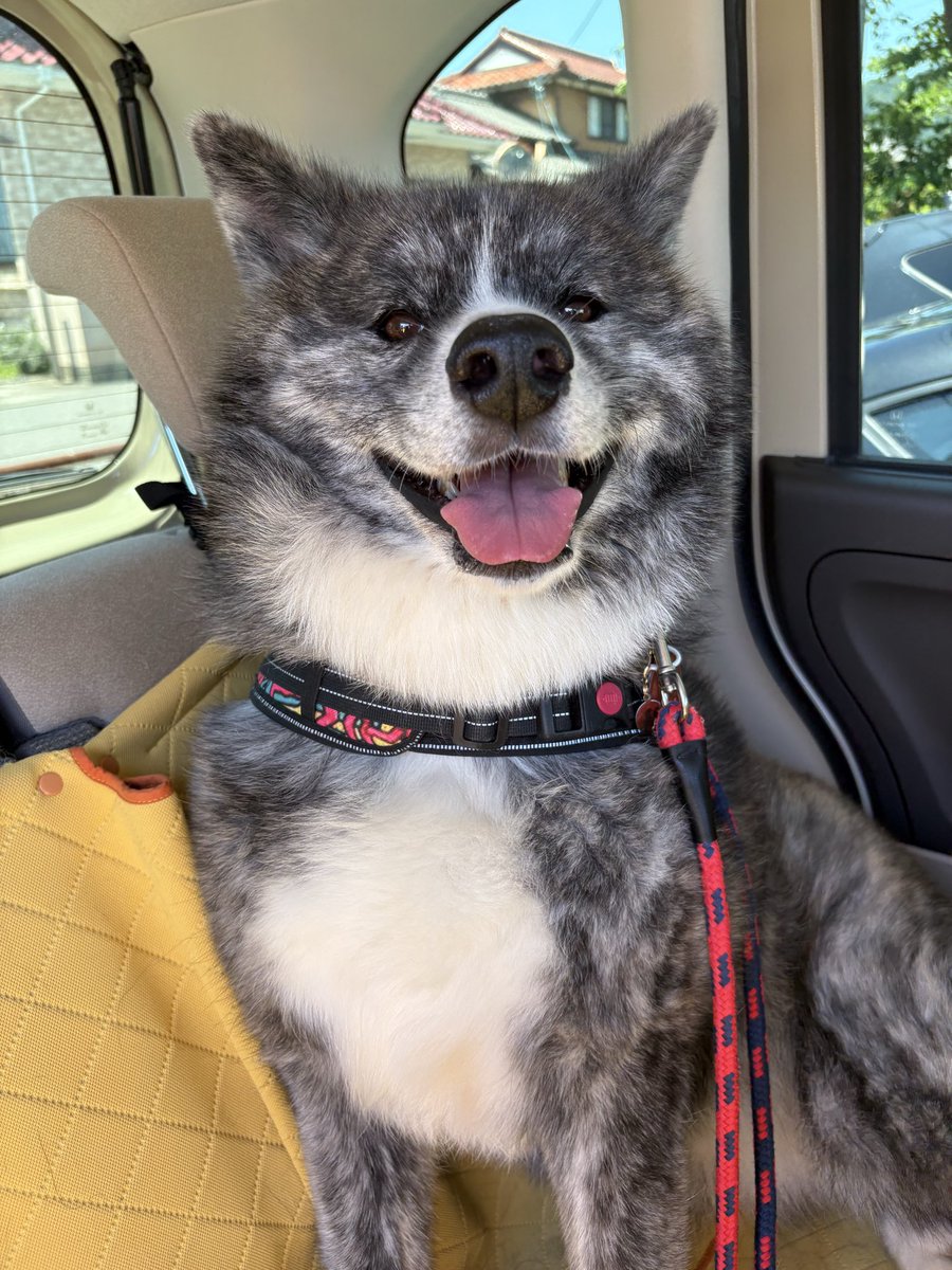 かっこいい系秋田犬さんもいいなあ…