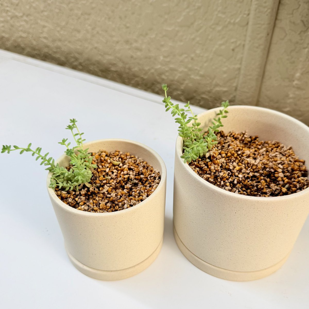 Top【選抜株】多肉植物　264017メドゥーサー　24個　鉢無し/脱土 この鉢たちへ寄せ植える多肉植物の苗セット届いた！レビューにも書いて