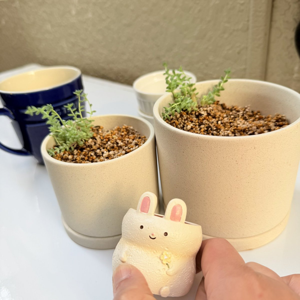 この鉢たちへ寄せ植える多肉植物の苗セット届いた！レビューにも書いて