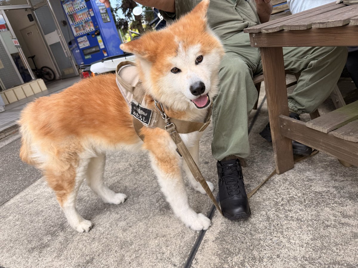 化け猫きっちん ゆち屋 中華料理系キッチンカーLv8 tweet media