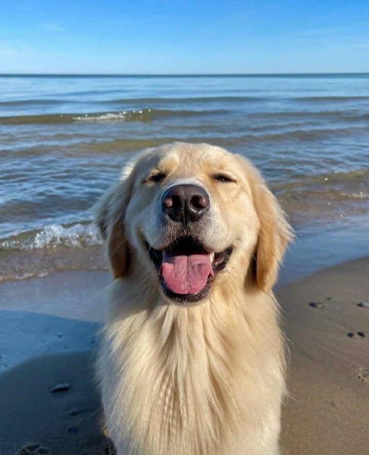 Doglover (@puppiesdoglover) on Twitter photo 