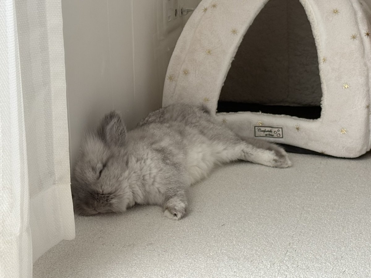 れおん🐰 tweet media