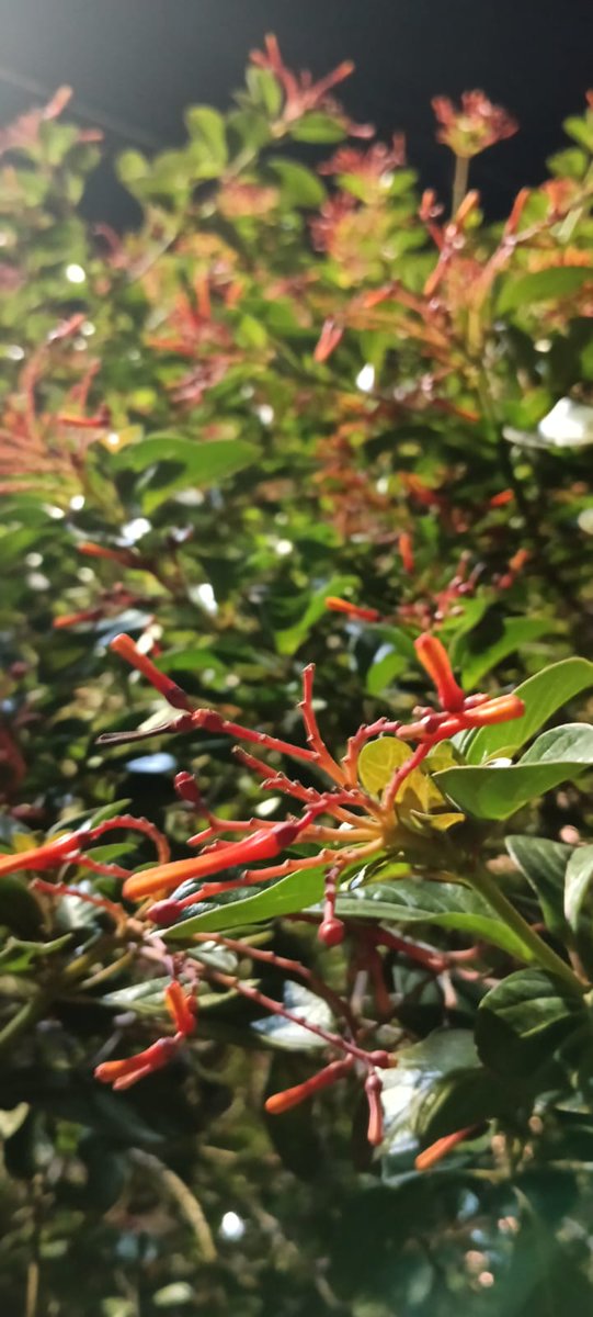 Tahniyatmehdi14's tweet photo. Aesthetic nights, floral vibes, Nature wearing her night-time glow☘️✨
#Happymorning #HappyMotherday #NatureDocumentary https://t.co/0O2NrEqfSj