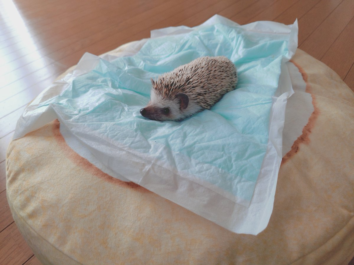 ねこtheへっじほっぐ tweet media