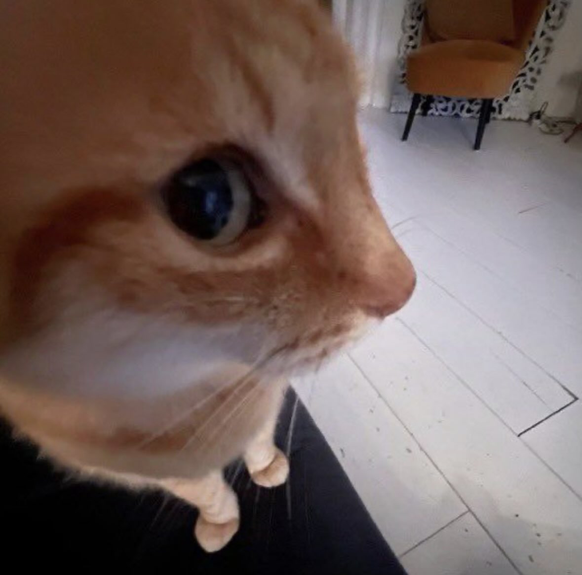 hamby 🐈 comms closed! tweet media