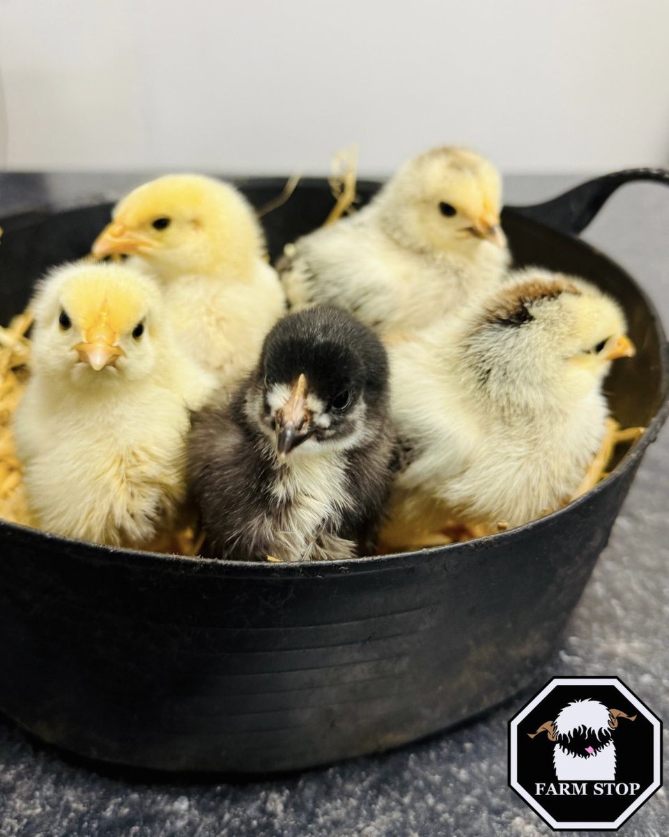 FarmStopABZ's tweet photo. 🐣😍NEW ARRIVALS😍🐣
Look who has arrived… chicks hatched by Ms Horne’s Hillside Primary 4/5 Class!!
They have named these 5 cuties:
🐥 Pingu
🐥 Lemon
🐥 Leon
🐥 Coco
🐥 Sunflower
Who’s coming to meet them!? 😍
#ChickCuddles #FarmTours #FarmExperience #ThingsToDoAberdeen https://t.co/yJndvTRU7V