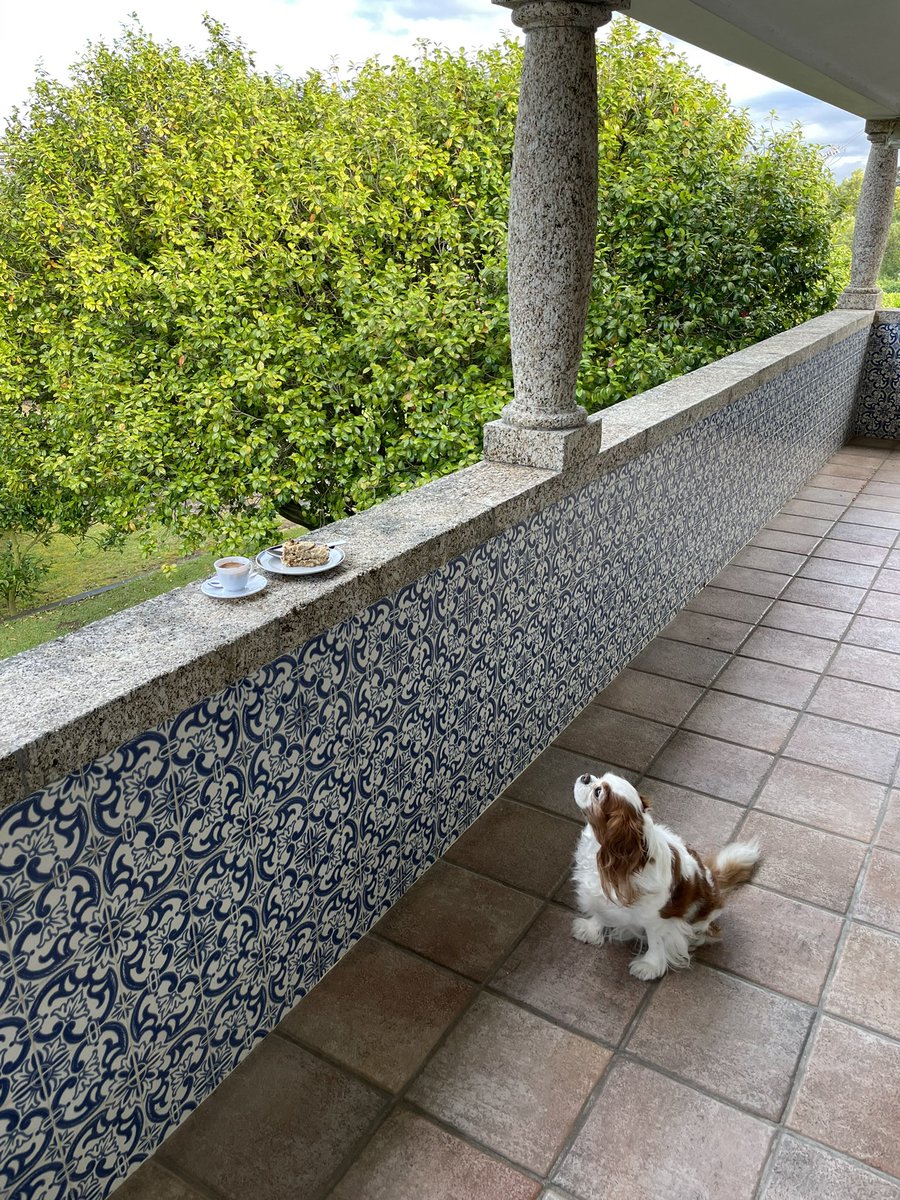 MiguelC40130919's tweet photo. ⭕️
🎶 Por lá mañana café y semifrio de Ron 🎶
Bom DOMINGO a todos ☕️🐶🐕
#sundaycake https://t.co/2BKb7DIVze