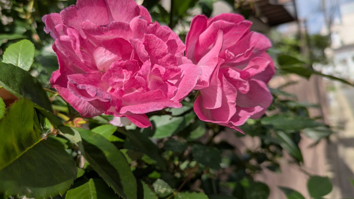 🌿鮎 tweet media