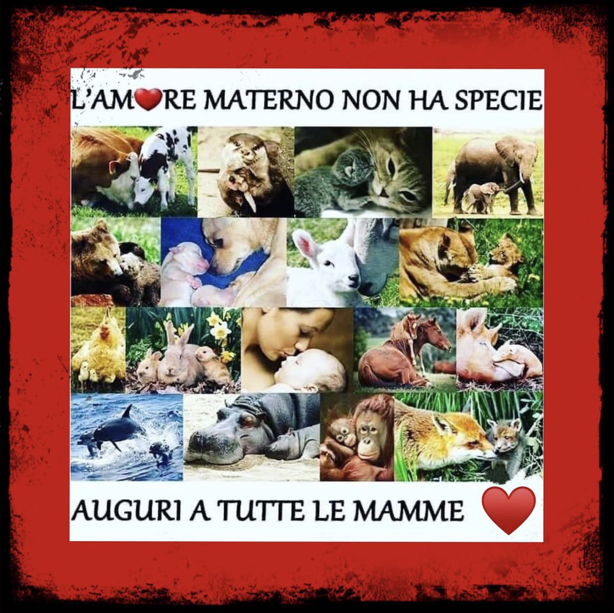 DPatty2014's tweet photo. Auguri a tutte le mamme del mondo💚💚💚 https://t.co/KiFA1Lr1qL