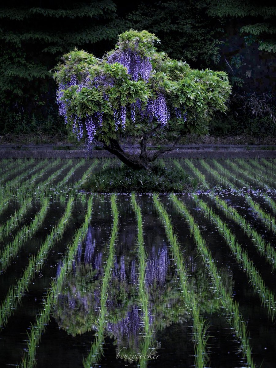 栃木の水田に佇む、幻想的な一本藤。