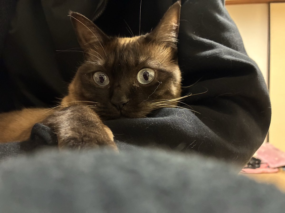 シャム猫