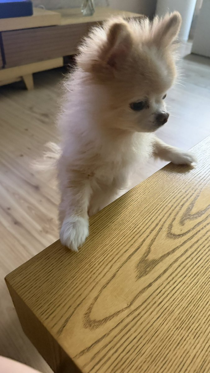 강아지 어제 떡볶이 달라고 이럼
