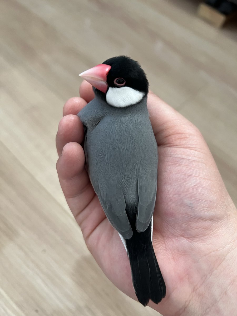 あ…これわかった 来ねえなぁって思ってた人生のモテ期ってやつか 鳥に