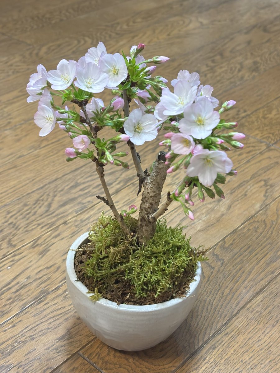 母の日 今年は桜盆栽 お花は必ず買ってるんだけど、今年は桜🌸 開花 母の日 今年は桜盆栽 お花は必ず買ってるんだけど、今年は桜🌸 開花