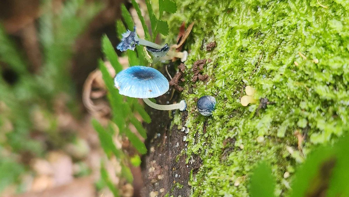 MycoCal tweet media