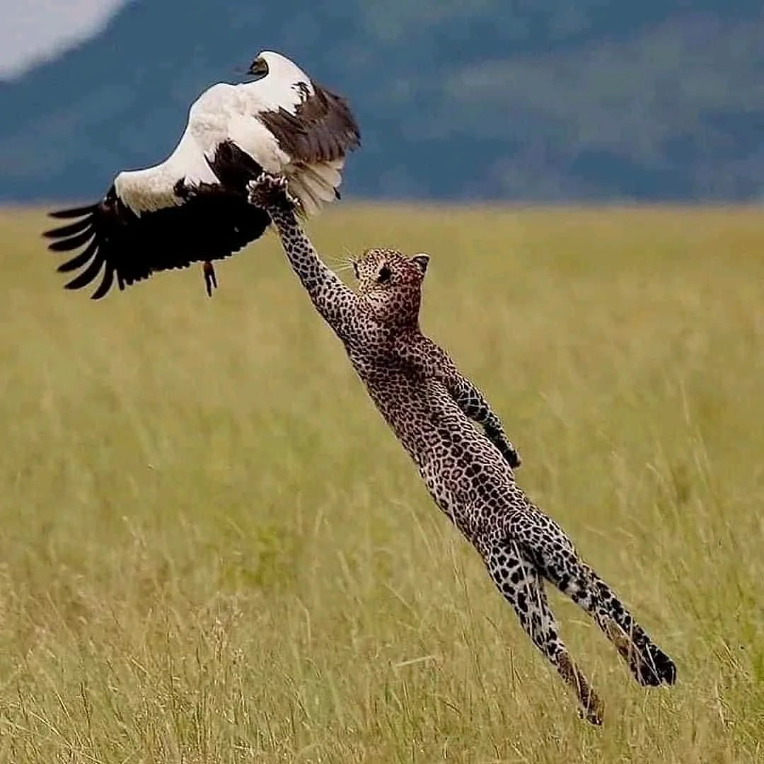 Cheetah tweet media