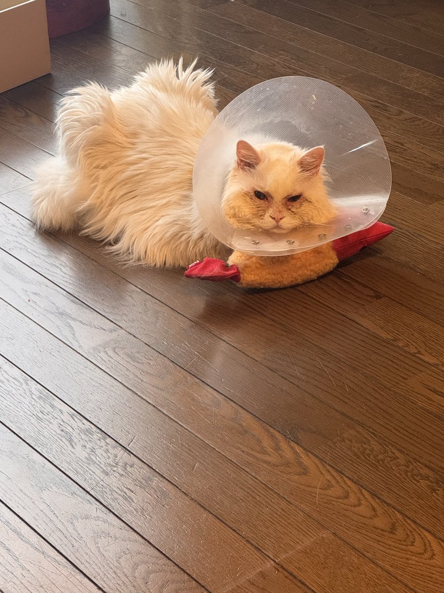 zacro5572's tweet photo. 我が家のにゃんこ16歳
目がしょぼしょぼしてるので動物病院で診てもらったら何らかのアレルギーとのこと。私も花粉症なんですよと言ったら「遺伝かもしれませんね」とドクター。こういうジョーク言える先生いいなぁ😆
#猫 https://t.co/i2qdkfvXVo