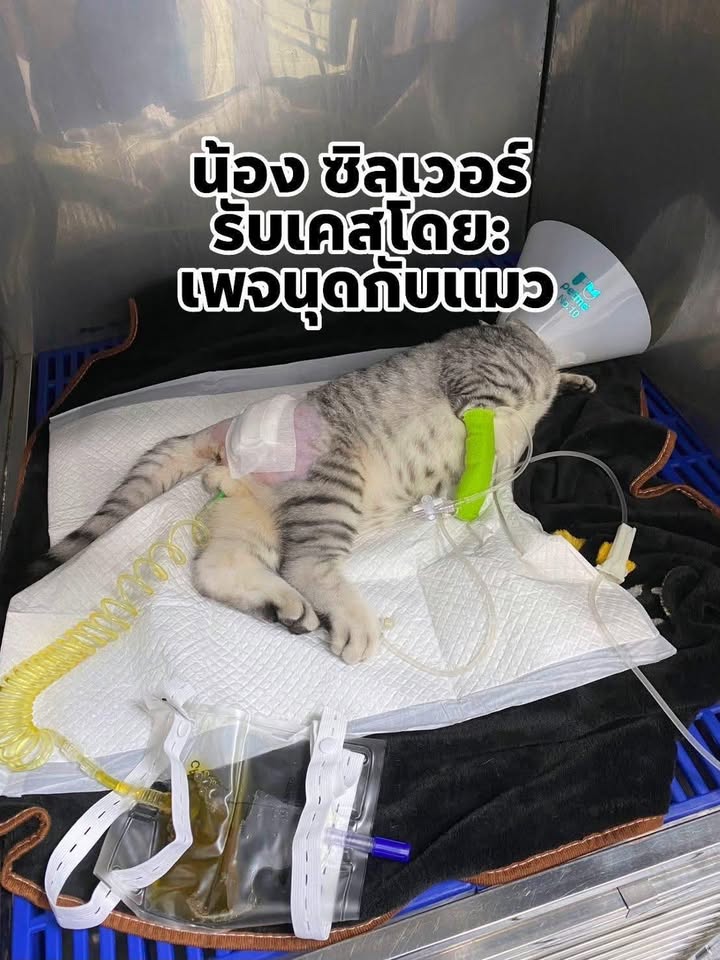 Catster & Co บ้านพักพิงแมวจร tweet media