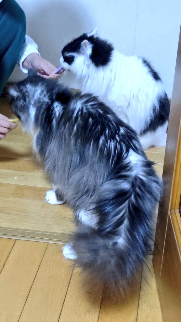 ちゃんまん (cloud-breaker) tweet media
