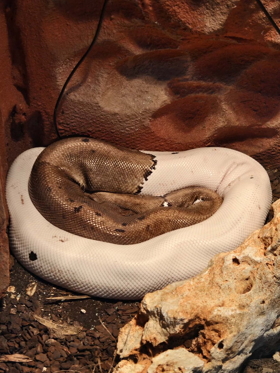 nncc151's tweet photo. Trip to the snake and lizard zoo. https://t.co/bQj8vtchB5