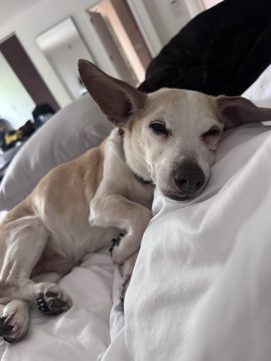 EricaJean007's tweet photo. @PhilSledge Little Dobie my lil old man 💝 https://t.co/c5Kk2Jn6sR