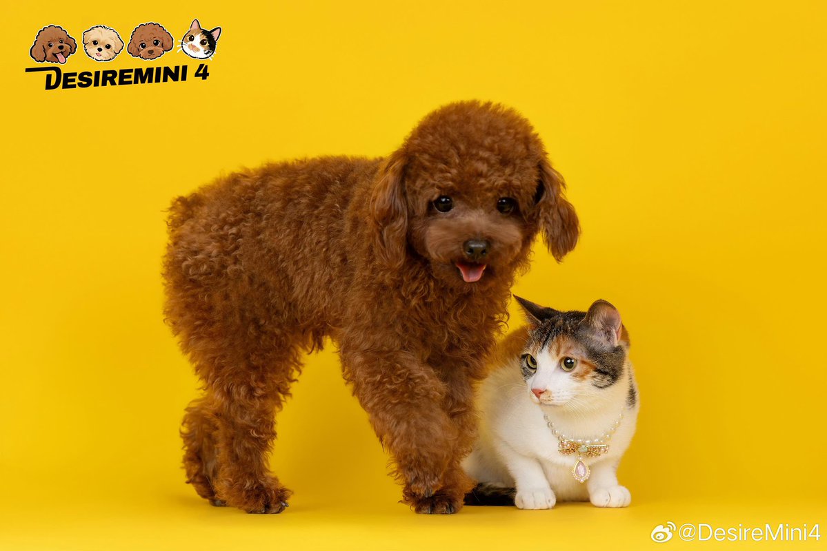 QIUDINGJIE HOME TH ♡ tweet media