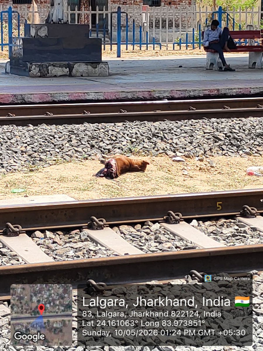 Kshitij52994689's tweet photo. लालगढ़ बिहार हाल्ट स्टेशन में यात्री शेड के सामने मृत कुता पड़ा हुआ है। इसे हटवाने का सादर अनुरोध सम्बन्धित अधिकारीगण से है। https://t.co/f8oaGobAYw