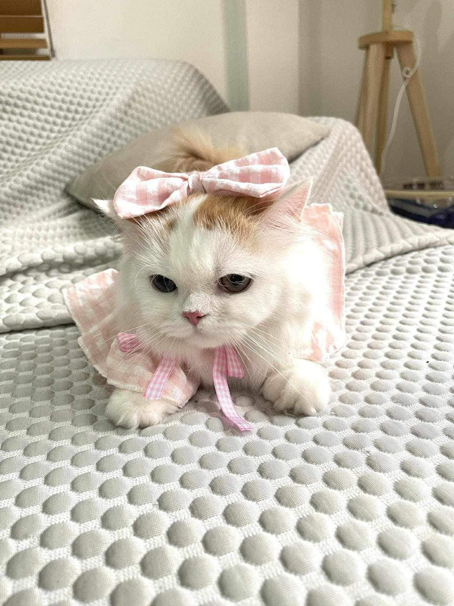 Catster & Co บ้านพักพิงแมวจร tweet media