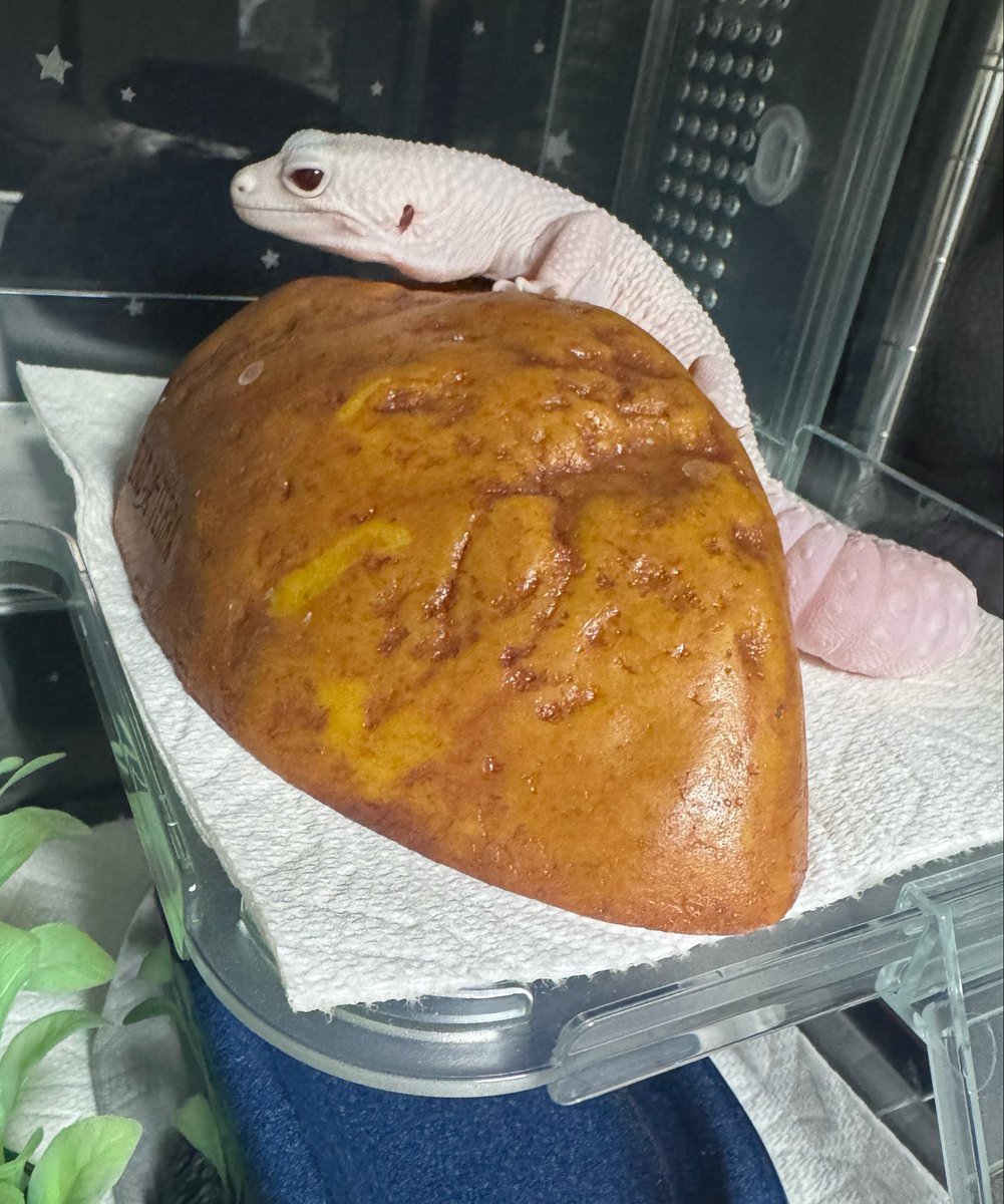 gecko_sky's tweet photo. ゴツゴツなシェルターと
モチモチなリッカさん。 https://t.co/epeyI0mGAG