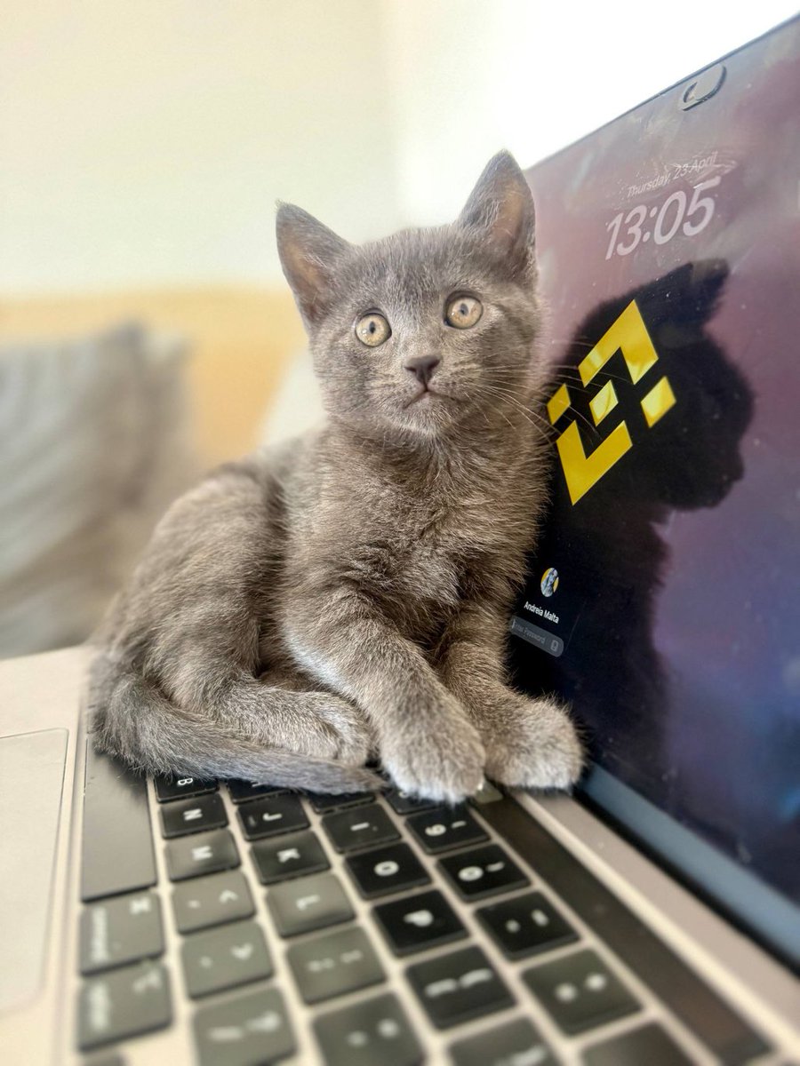 Aura tweet media