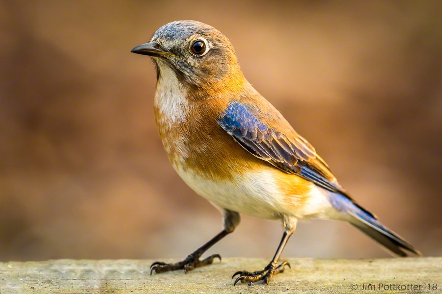 bird/h tweet media