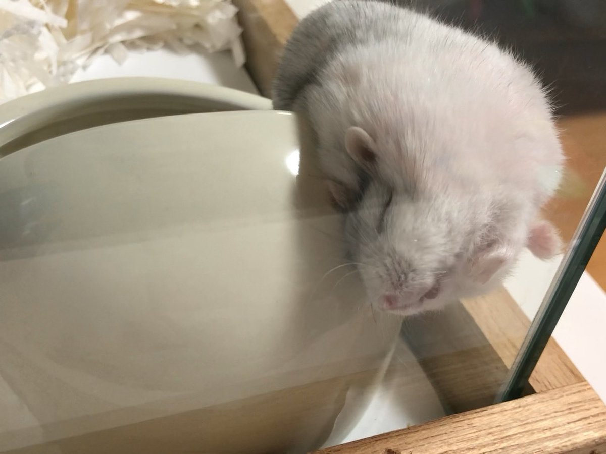 ひんやり #ハムスター