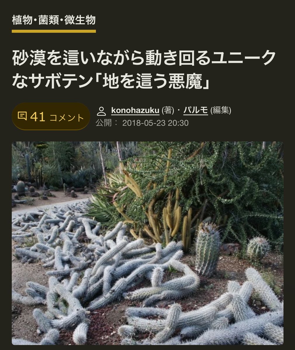 名称: 地を這う悪魔サボテン ステノケレウス 入鹿-いるか- 育ち盛り