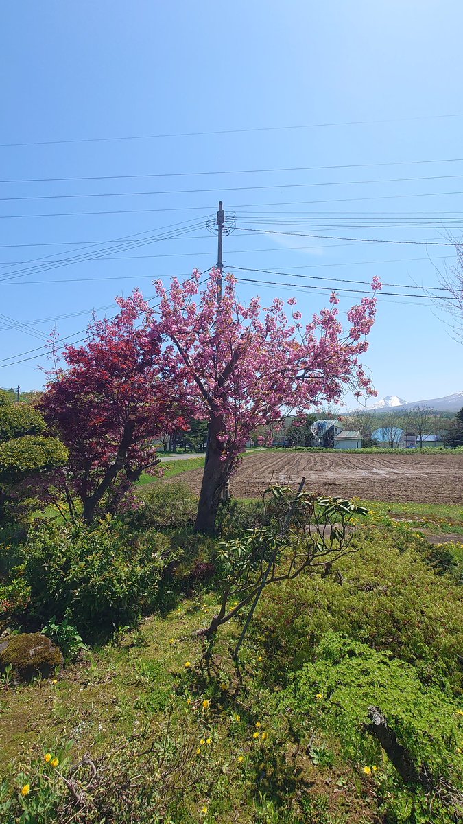 kinya_aa's tweet photo. ☀️暖かく色鮮やか🏵️
#庭木 #共和町 #kyowa #岩宇 #北海道 #hokkaido #hokkaidolikers #hokkaidosgram  #hokkaido_lovers #hokkaidolove #北海道ラブ #japan #hmnote #後志総合振興局 #visitshiribeshi #garden https://t.co/ViSzPAot3I