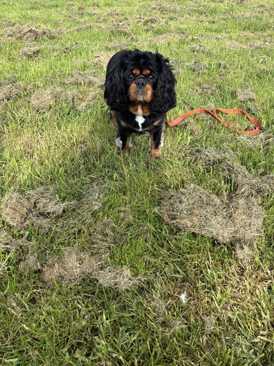 Nice walk this morning pals with me mum. Sunny skies but a bloweeeee day 💨🍃☀️