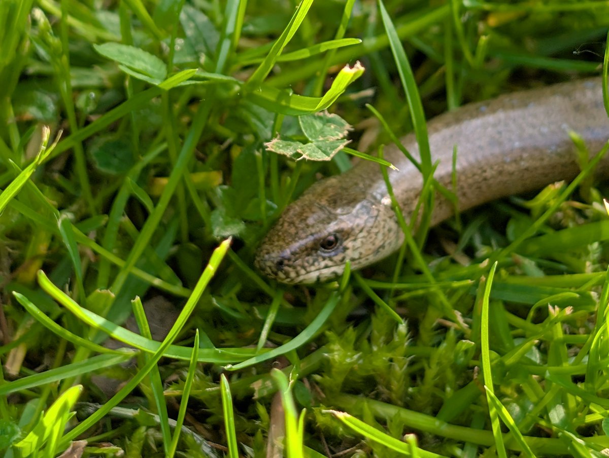 Starkimgarten's tweet photo. Snek!

(ja, Blindschleichen sind Echsen) https://t.co/CdN4J4sYwb