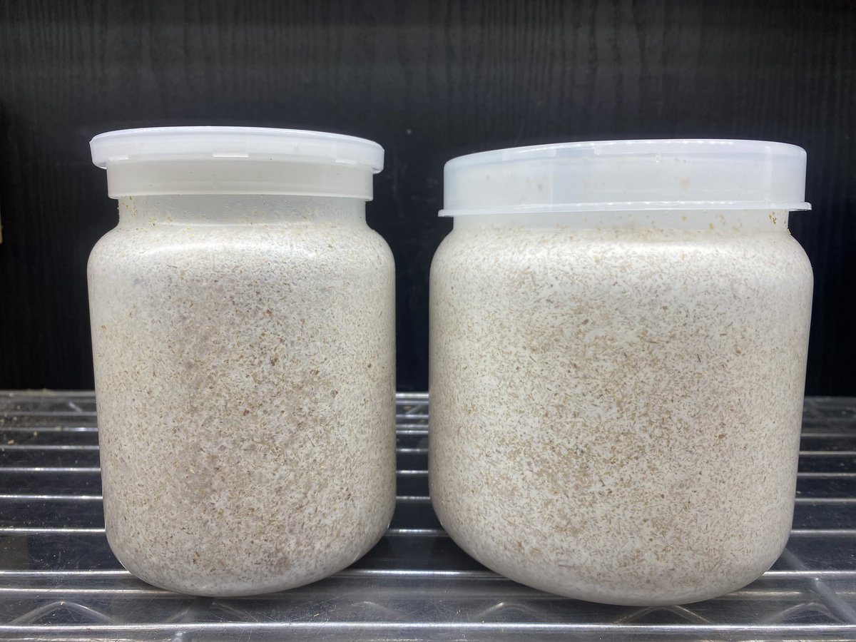 昆虫ショップno.64（ナンバーロクヨン） tweet media