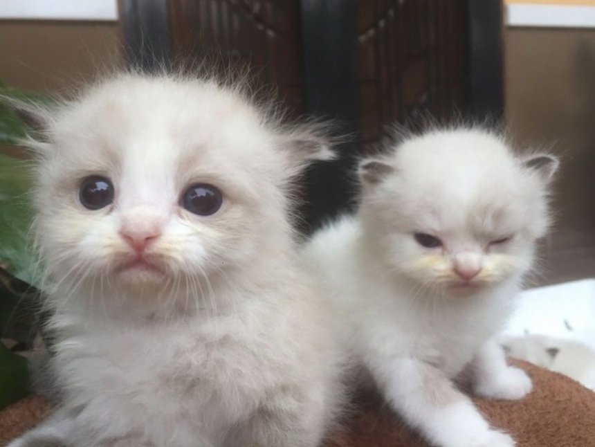 Daily Cat Posts tweet media