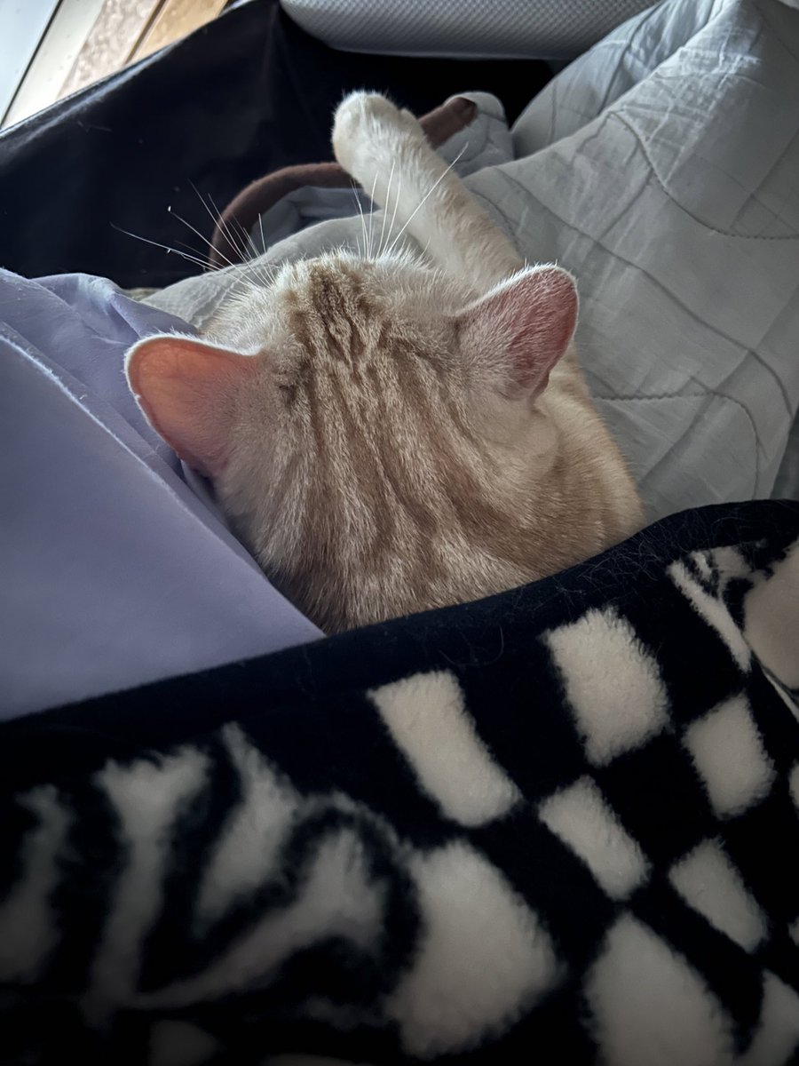 猫丸 (@nekomarukun) / Posts / X