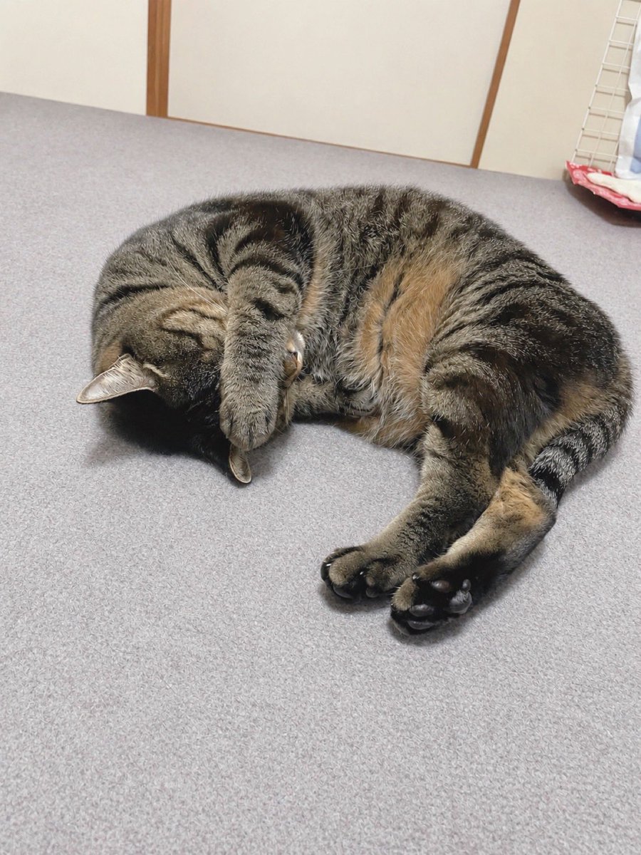 昨日の夜も
お顔ないないスタイル
で、ねんね。🥰😸😴
#猫のいる暮らし #猫好きさんと繋がりたい