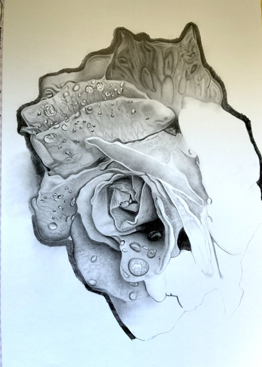薔薇描きました🌹✏️ #鉛筆画 #薔薇 #pencildrawing #rose