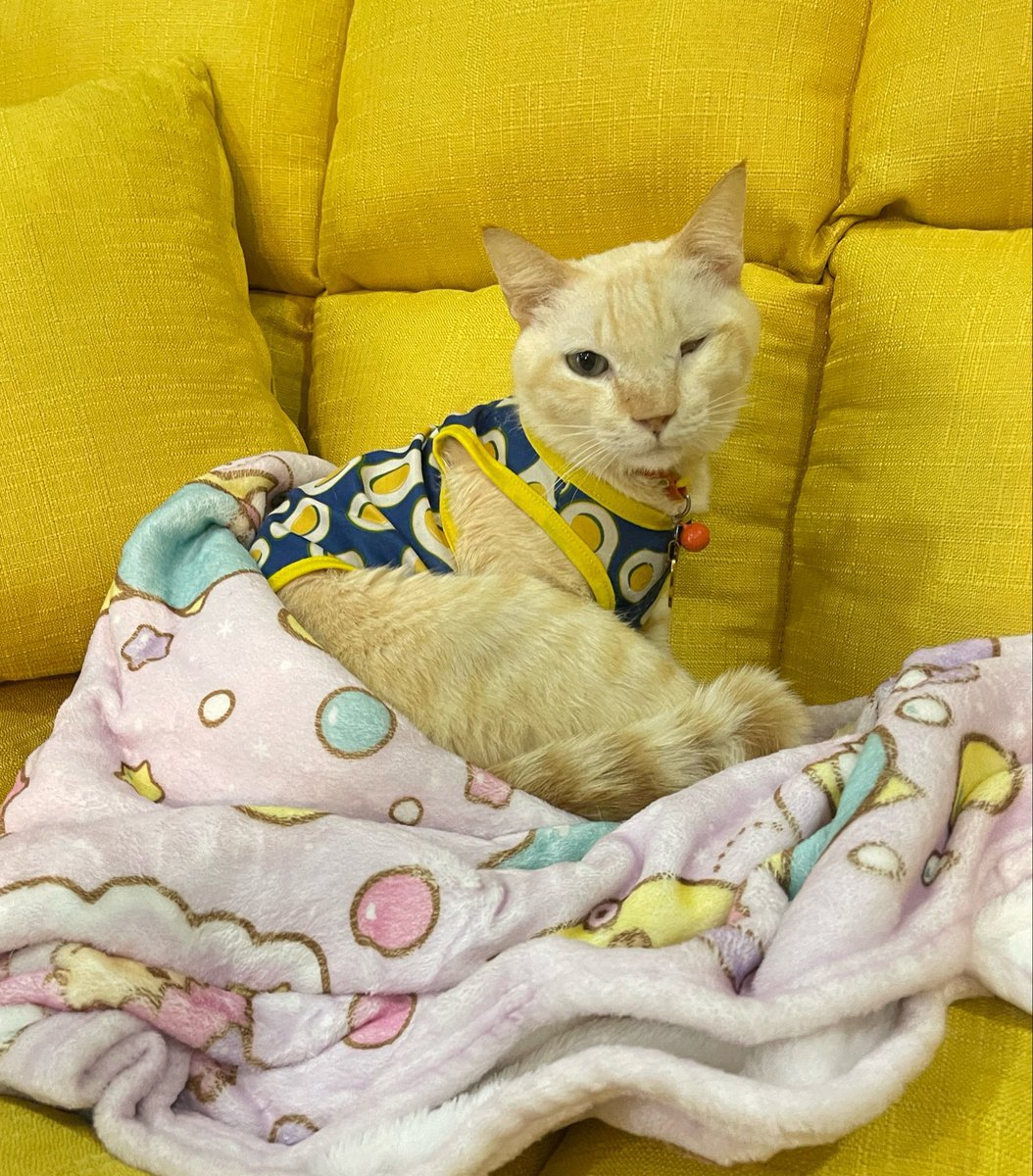 ☘️🐈นุดแมว tweet media