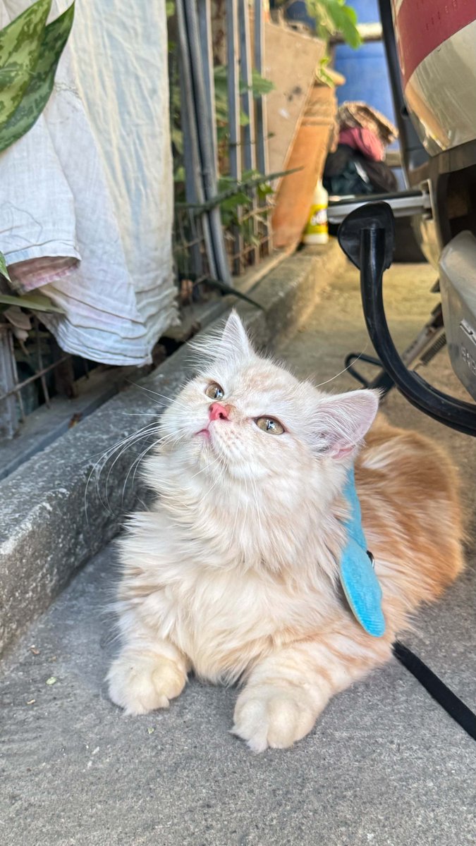 is waffles the handsomest babie cat?? YES or YES