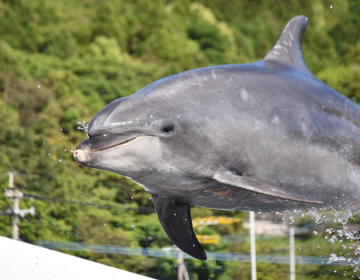 ナイスジャンプなネオくん #津久見イルカ島 #ネオ