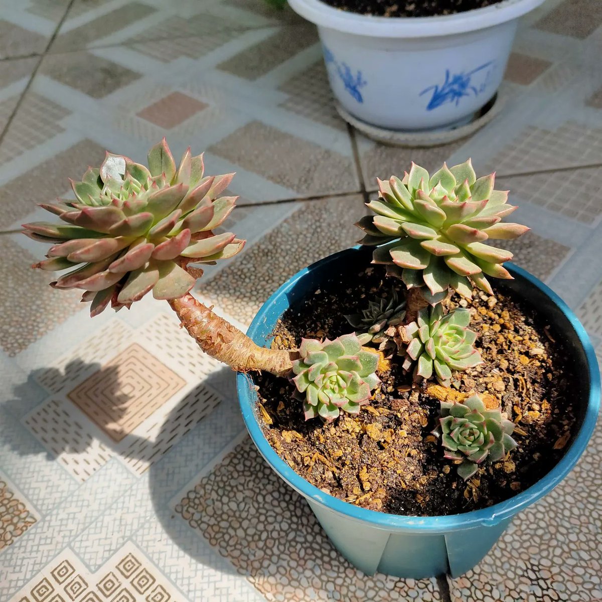 MickeyDora1's tweet photo. Handmade magic! Spent the afternoon crafting these tiny clay succulents—each with unique leaf veins u0026 a dusting of pastel glaze. Perfect for brightening a desk or gifting to a plant lover. What’s your go-to DIY pick-me-up  #HandmadeWithLove #ClayCrafts https://t.co/n1Q67CWu2u