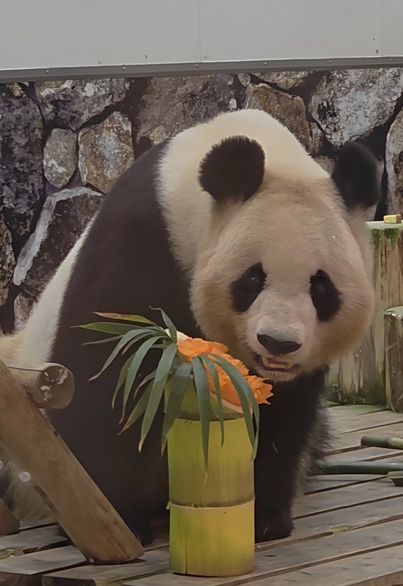 flypanda (@fly_panda6) / Posts / X