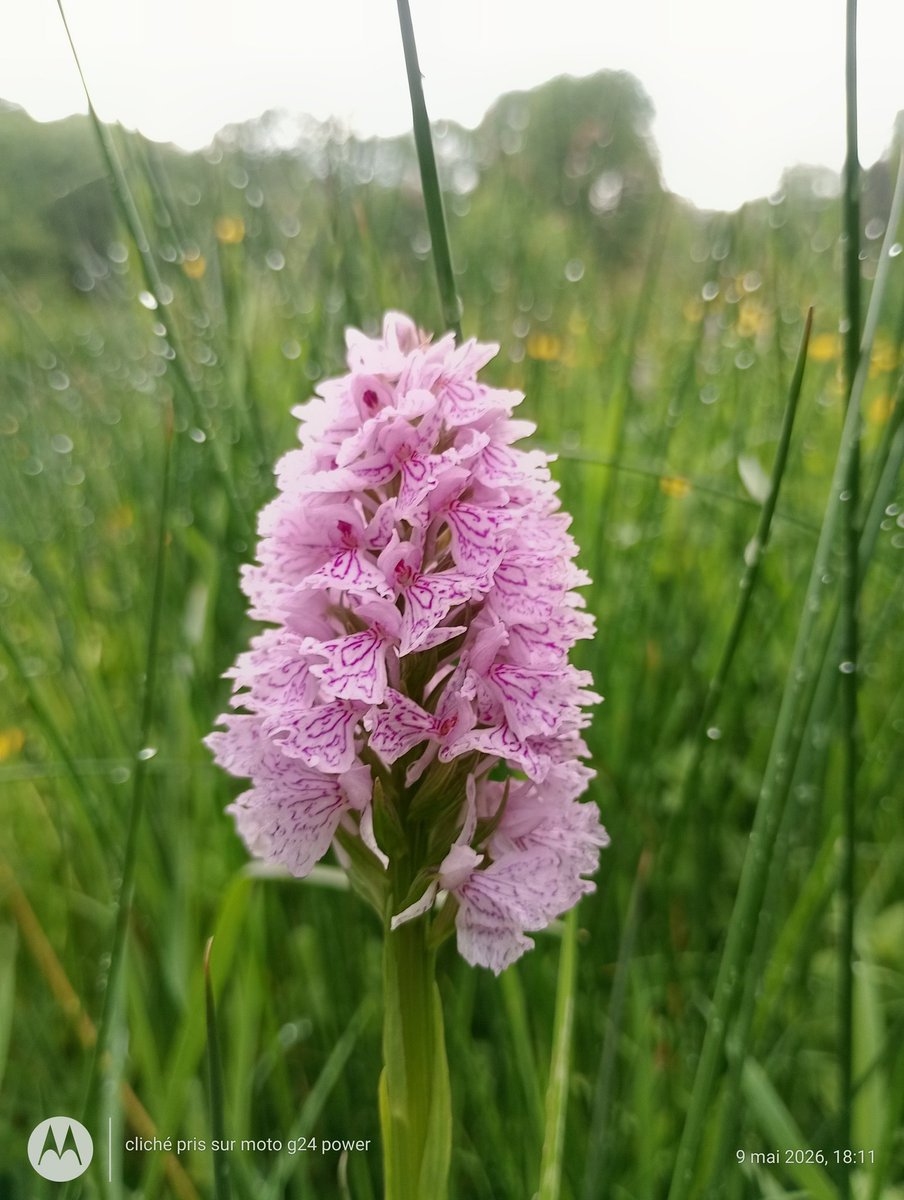 ThiChaplain's tweet photo. Hier en fin de journée à #Callac j'ai pu voir plusieurs #orchidées sauvages. #orchis #nature #flore #Argoat #CôtesdArmor https://t.co/6lw0KTDrQx