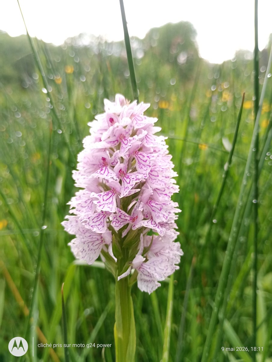 ThiChaplain's tweet photo. Hier en fin de journée à #Callac j'ai pu voir plusieurs #orchidées sauvages. #orchis #nature #flore #Argoat #CôtesdArmor https://t.co/6lw0KTDrQx