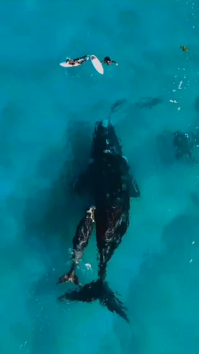 SURFSlab's tweet photo. Video | What If The Greatest Mothers On Earth… Aren’t Human?
And once the baby is born, the real sacrifice begins...https://t.co/bhSrtosNgo https://t.co/Ks8siBKsYC