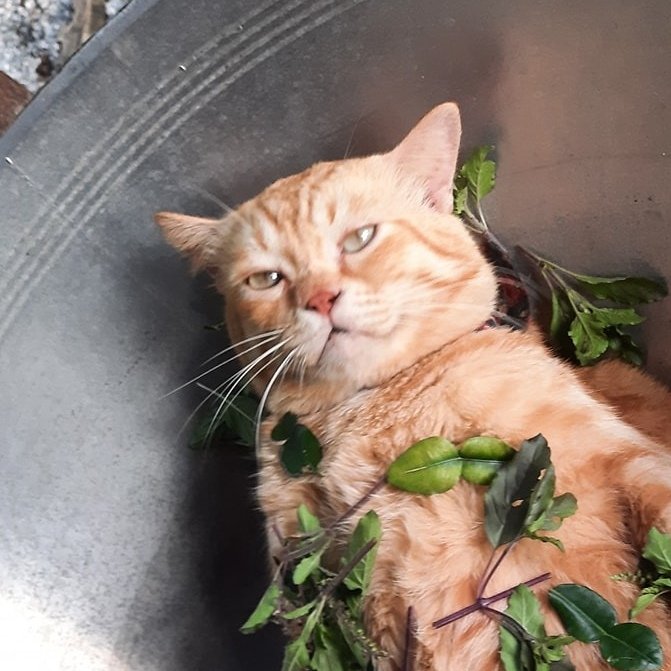 Cat is life ~猫は人生~ tweet media